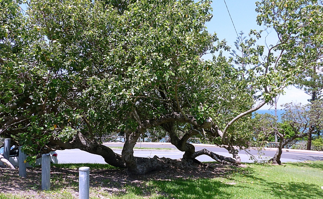 200220 sideway tree
